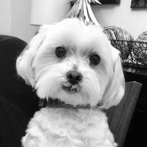 Meet your Posher, Shelly